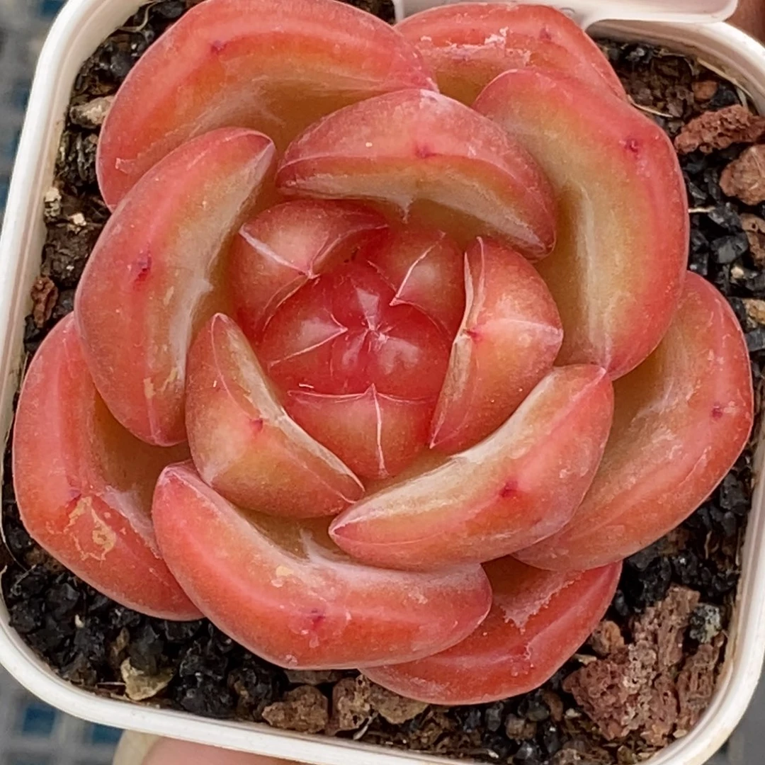 新品福利款可以拍哦……