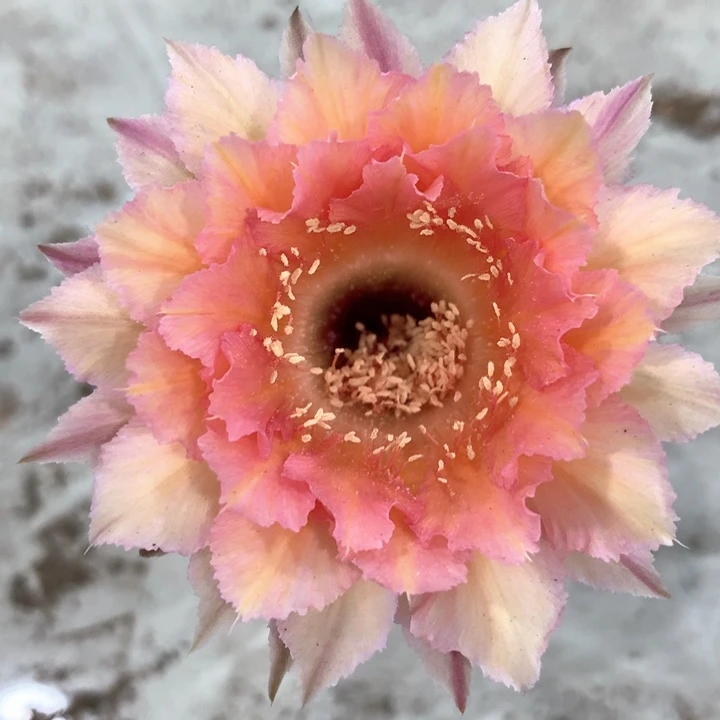 无花朵自根 金刚