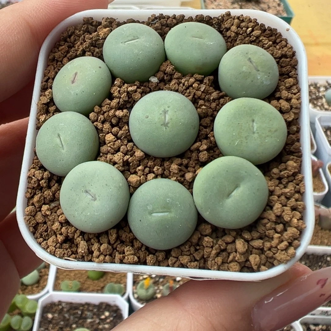 676大型红嘴裸根发货