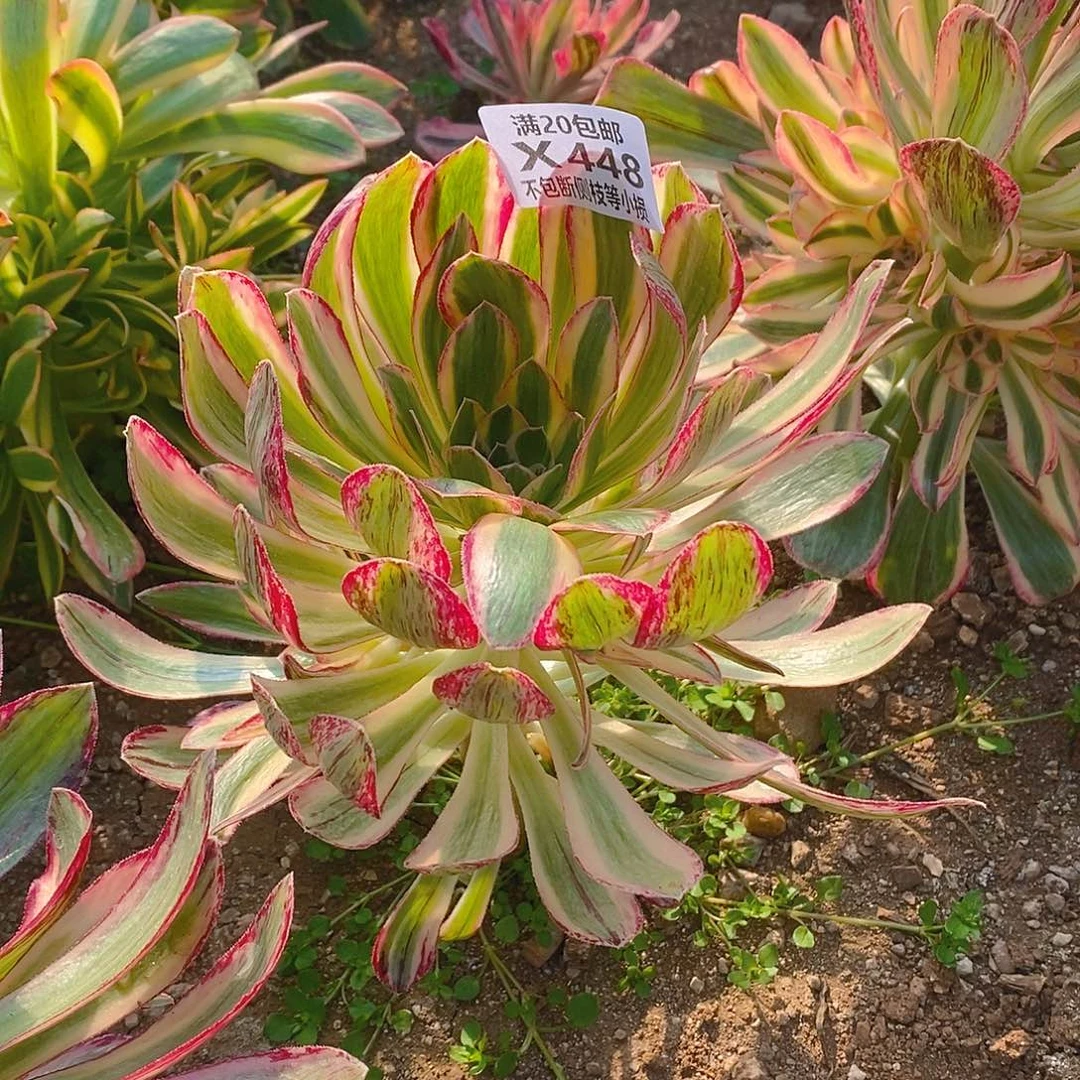 青448V锦锦多肉法师锦