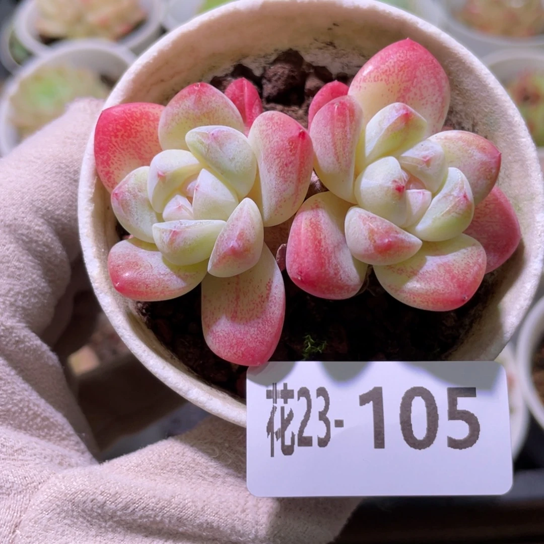 花利美23-105冰玉双头
