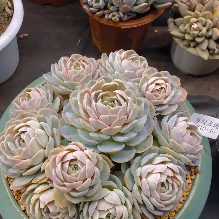 夏悦多肉0210-46蓝色惊喜