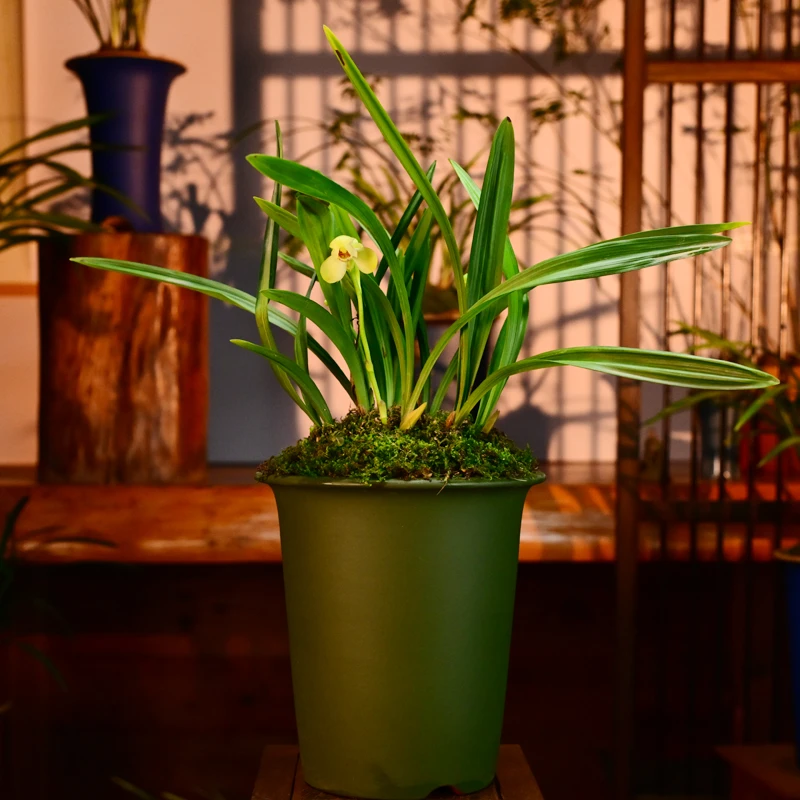 建兰铭品【君临天下】高端紫砂盆栽好种好 易养活盆栽顺丰包邮