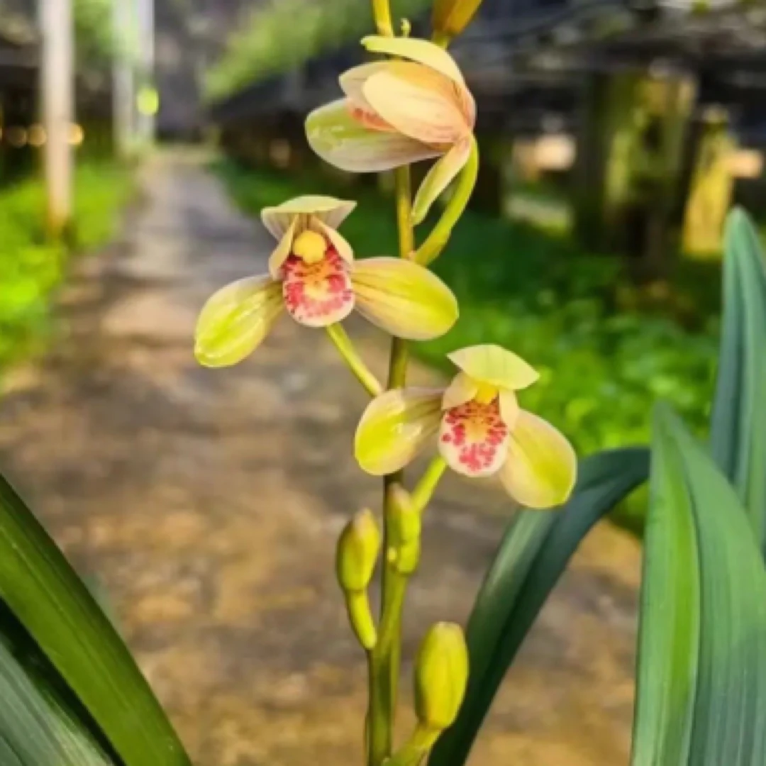 【包对版-带花苞】建兰君荷荷瓣兰花室内绿植花卉盆栽