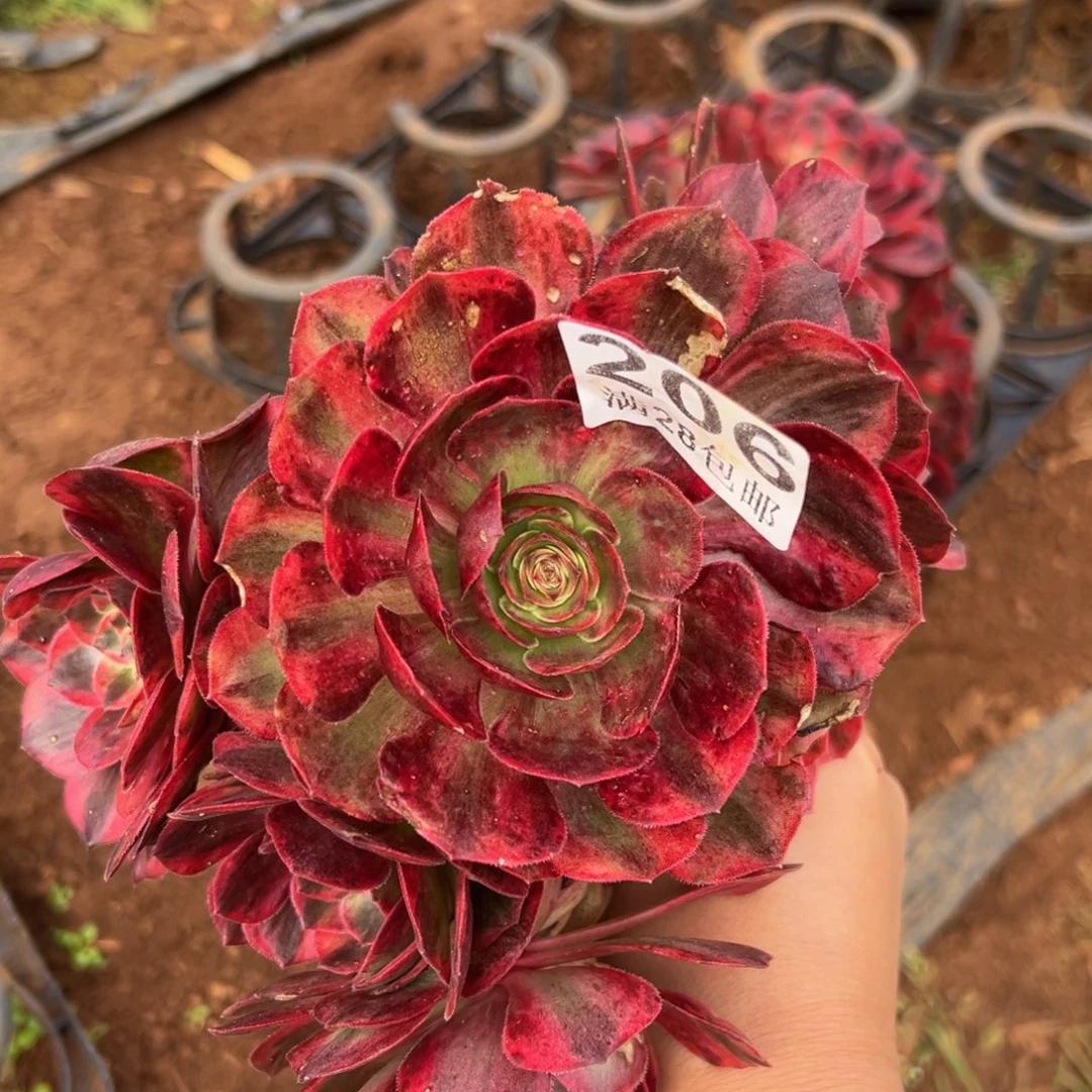 多肉植物206赤子心