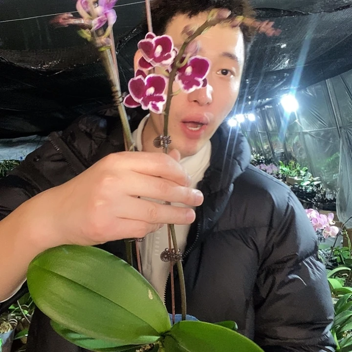 无花朵年年有余蝴蝶兰