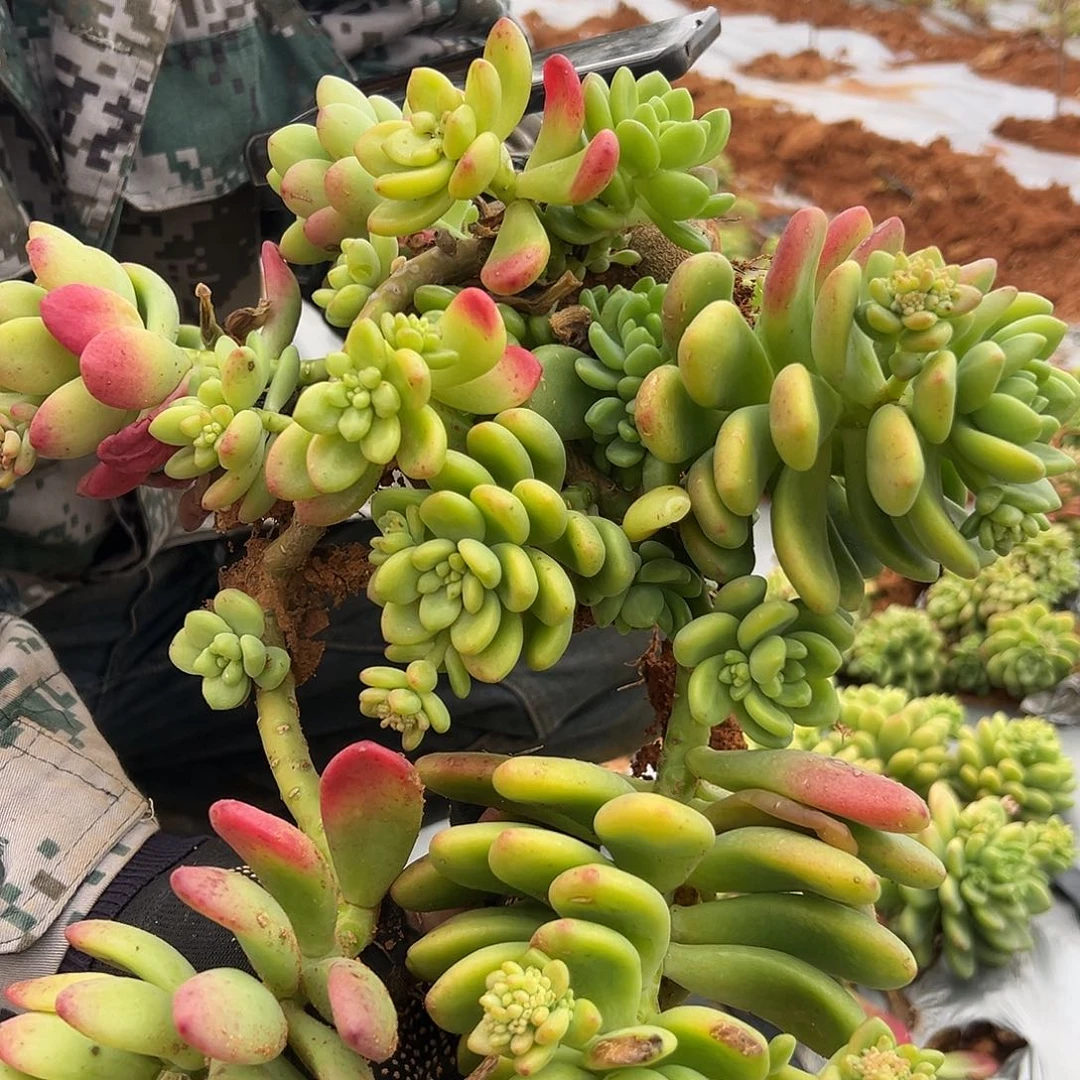 香格里拉多肉30尺寸发货