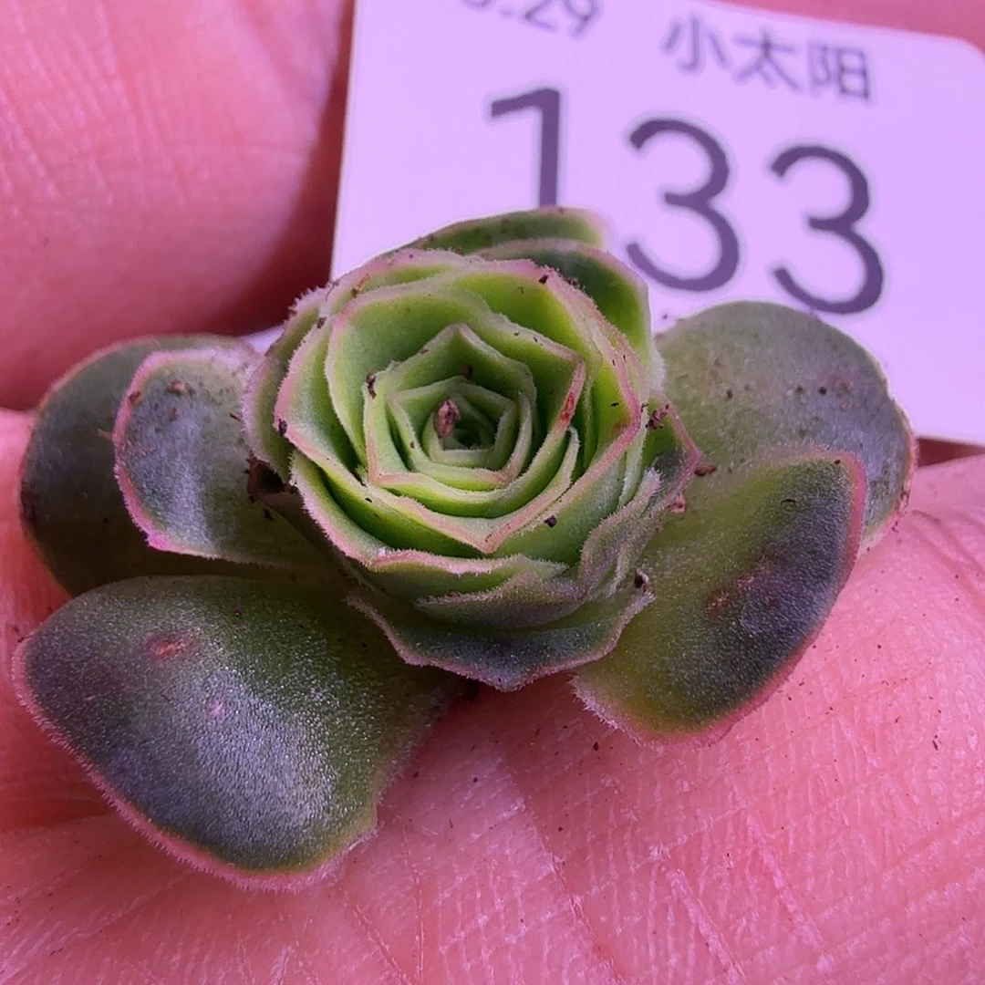 133蕾丝精品福利蕾丝
