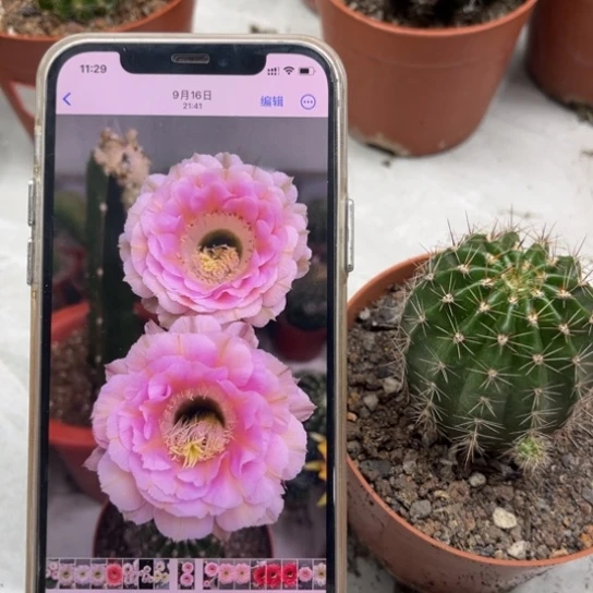 彩草520号5公分左右带根