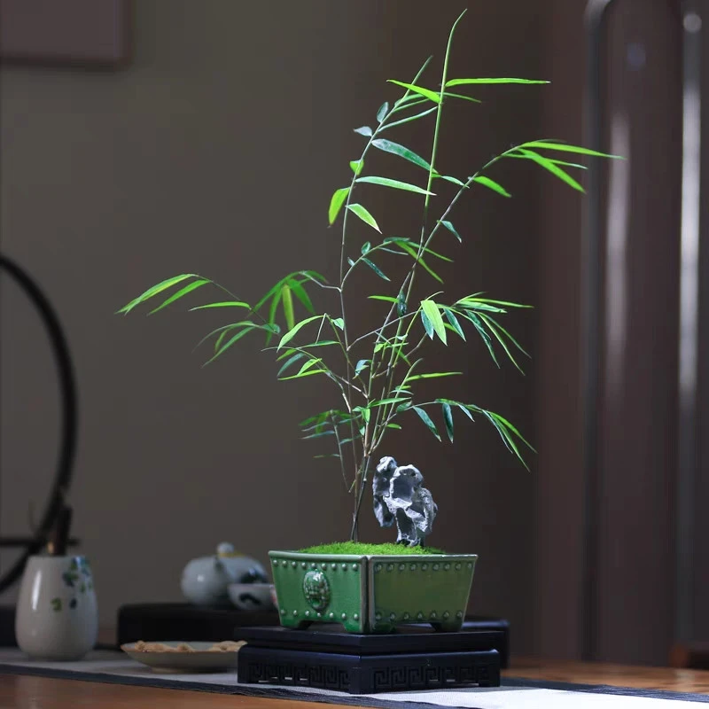 绿植室内禅意竹文竹创意桌面书房茶室内门办公室盆景竹子