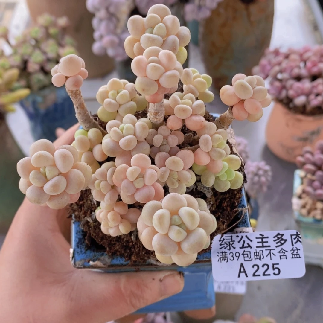 花朵鱼子酱老桩8cm225多肉植物
