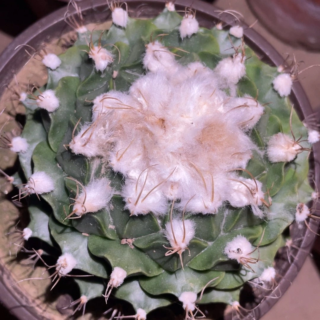 自根雪顶帝冠 仙人球