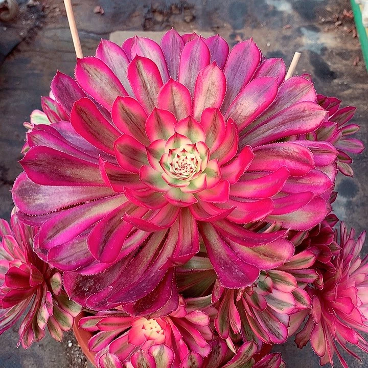 白月光，多肉植物