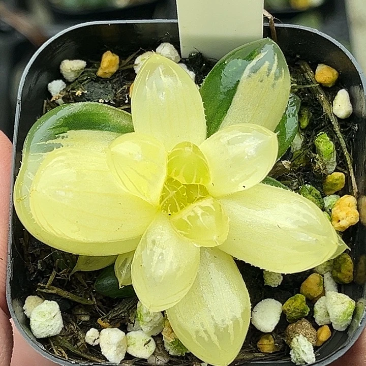 121龙爪玉露锦头家多肉十二卷