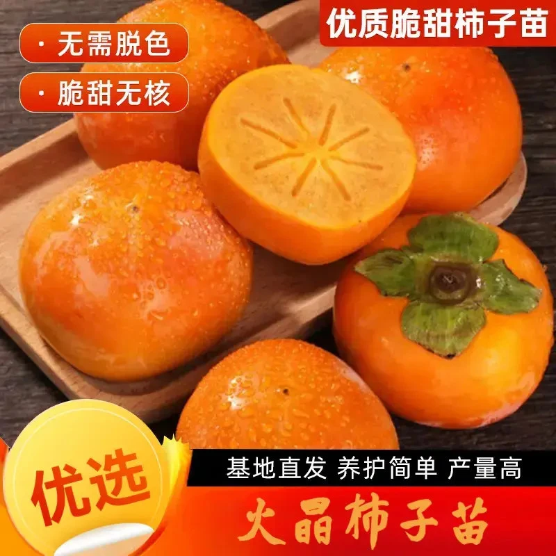 脆甜柿子树苗阳丰太秋火晶柿子树苗南北方均可种植耐寒