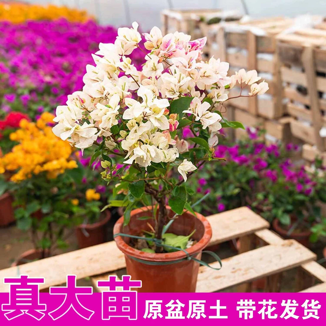 三角梅盆栽带花发货老桩四季开花庭院阳台绿植物重瓣好养大苗花卉