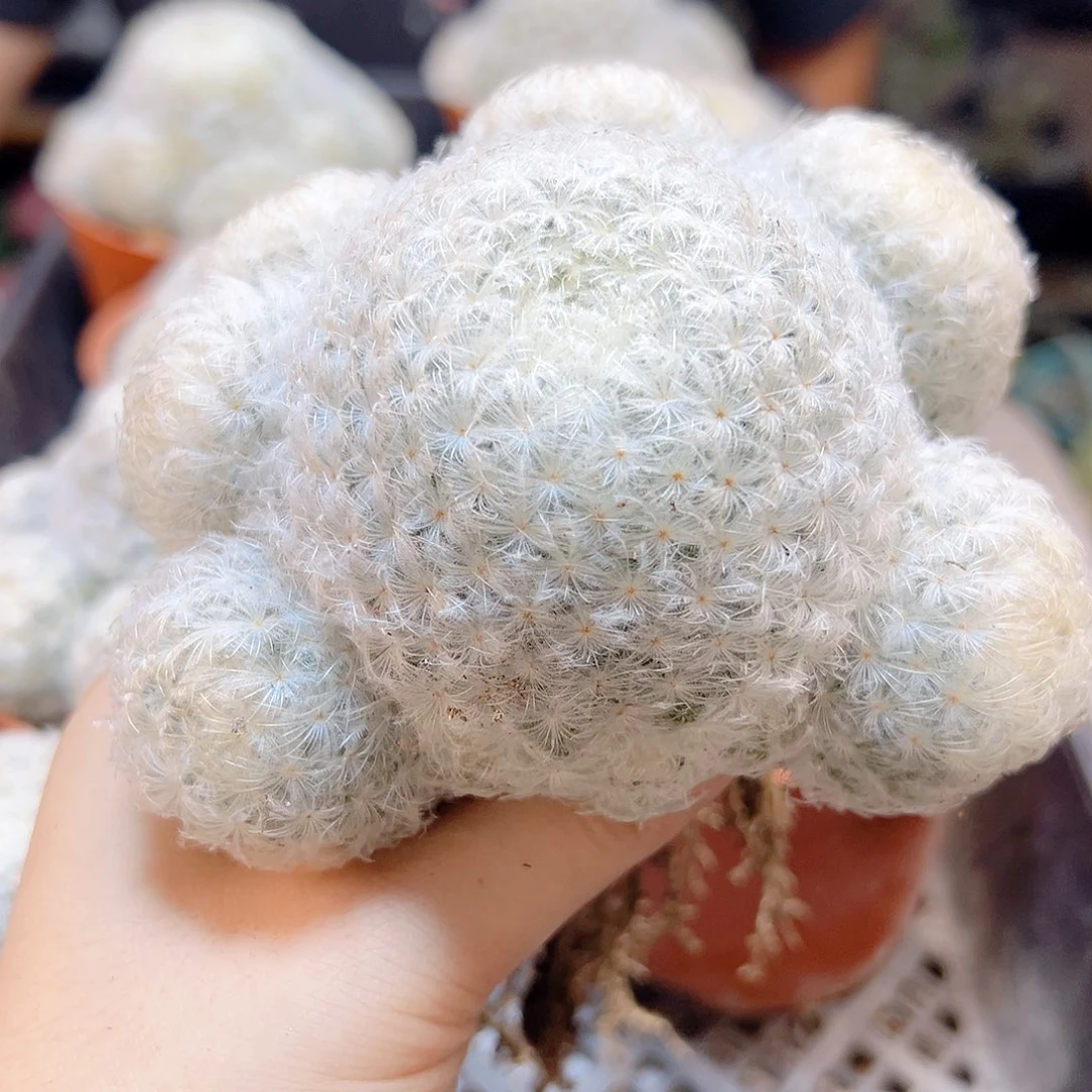 实生白星群9公分脱土