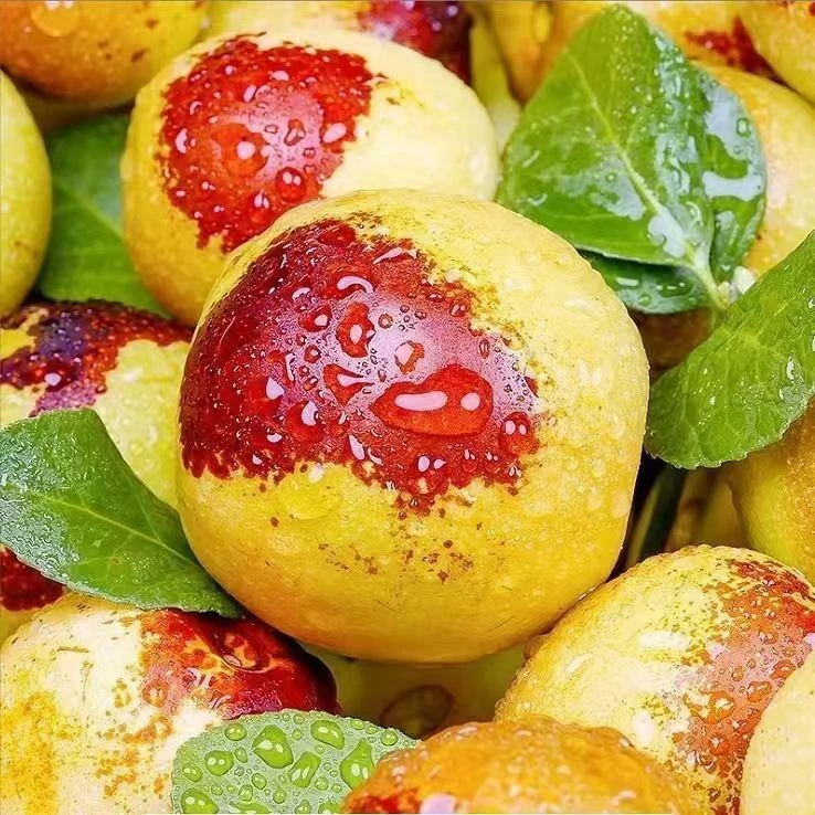 【现摘现发】正宗沾化冰糖冬枣现摘新鲜脆甜多汁当季水果