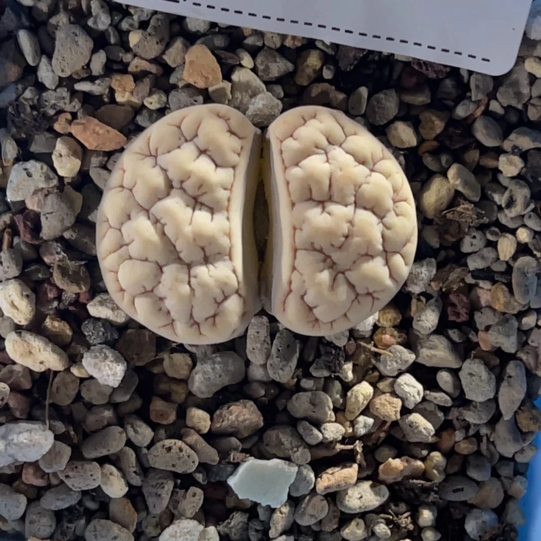 悟***问7565荒玉1专拍的人