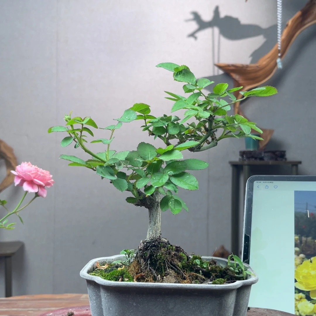 重***)少量花朵（建议范围：2朵-5朵 或40%以下）