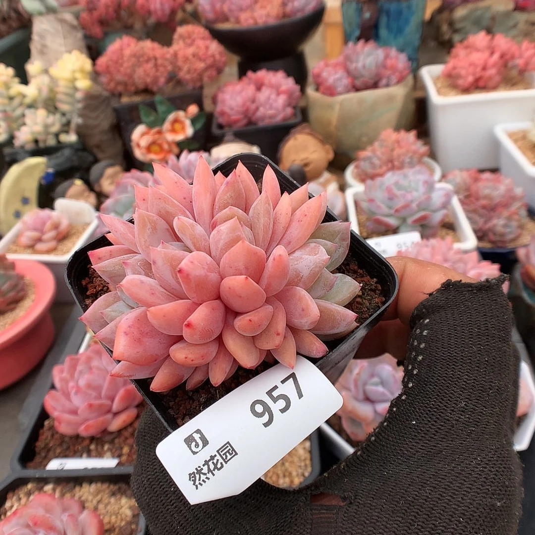 957日雪多肉植物6666