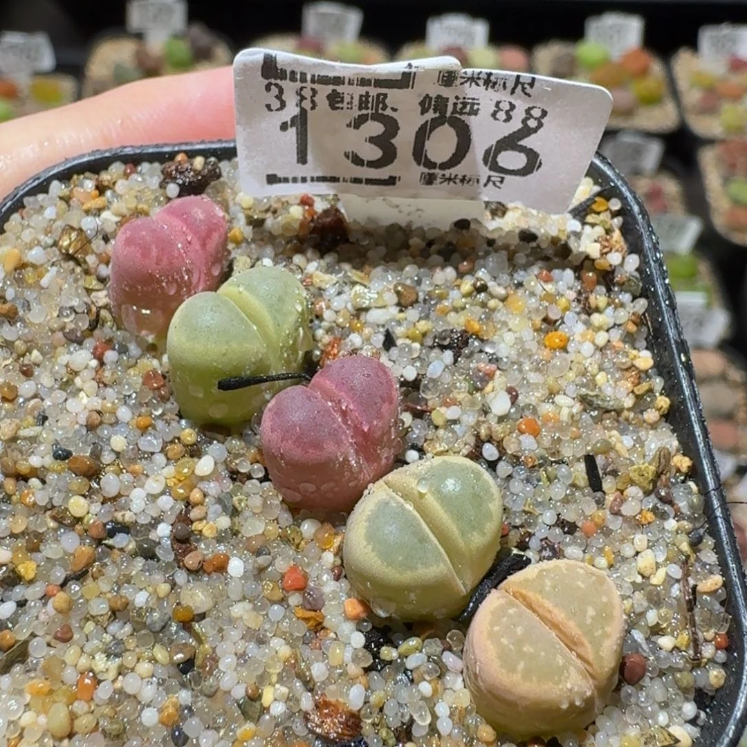 Sssss精品生石花1306