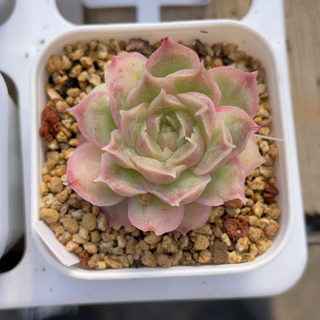 优选水晶虾饺多肉538