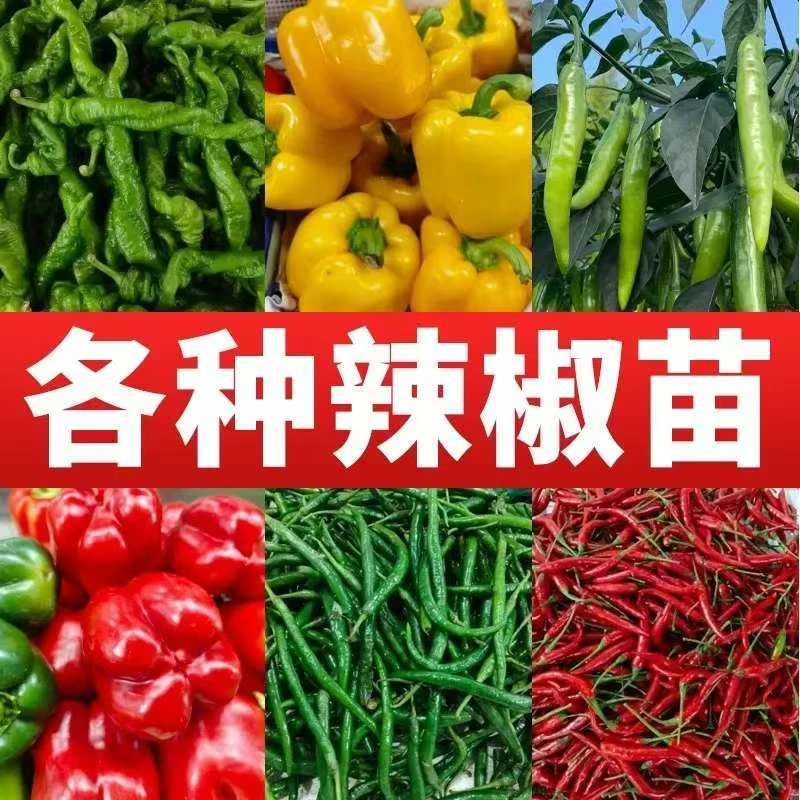 【高产辣椒苗】四季微辣特辣朝天椒螺丝椒地栽盆栽挂果抗病优质基地
