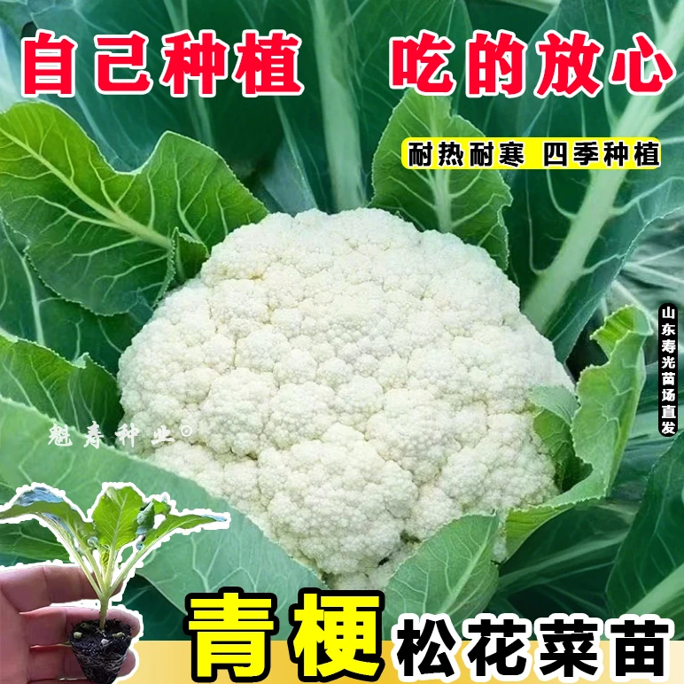 菜花苗花菜苗西蓝花苗包菜苗西兰花苗西蓝花苗翠绿水果甘蓝苗