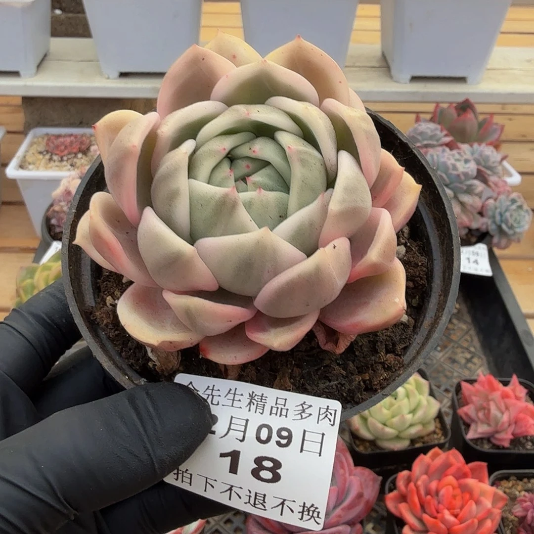 1209-18香槟锦单头a