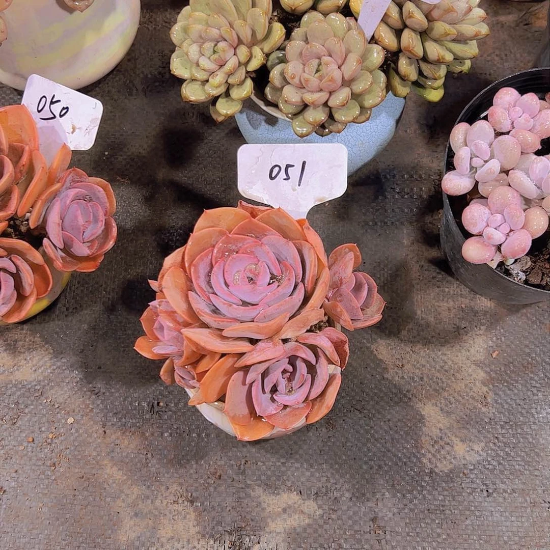 永**星51玫瑰。。。。。。。