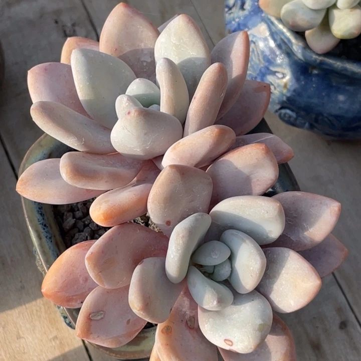 多肉植物粉兔多肉植物