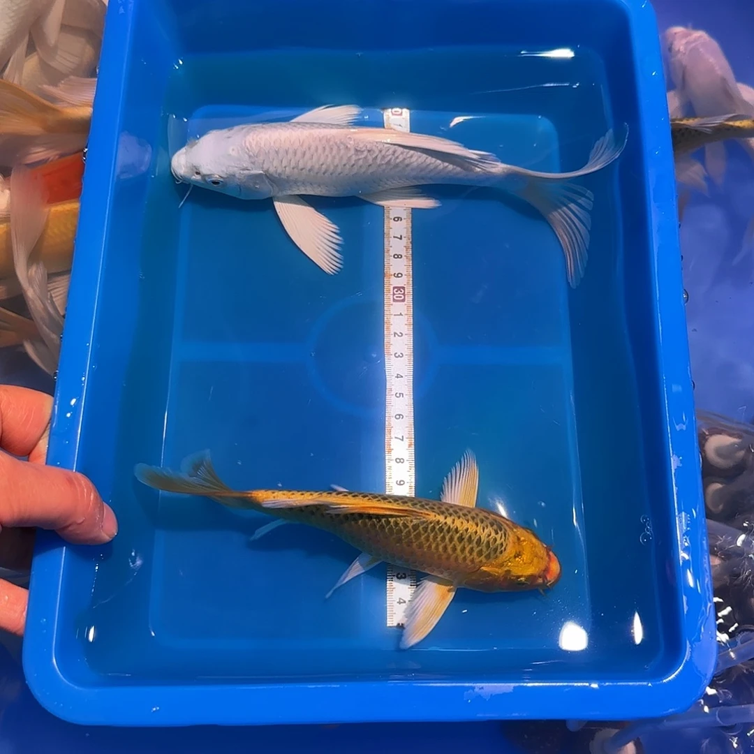 海水鱼精品观赏鱼