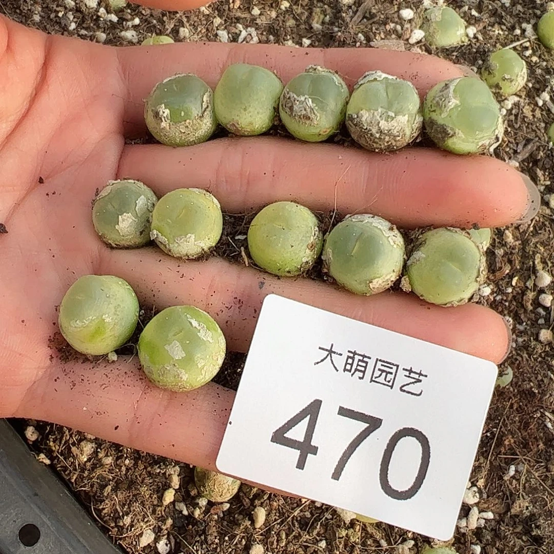 量拍以下2颗。    470