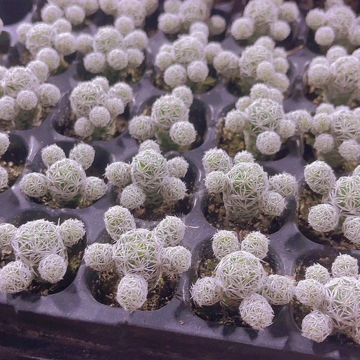 精品百鸟多肉植物