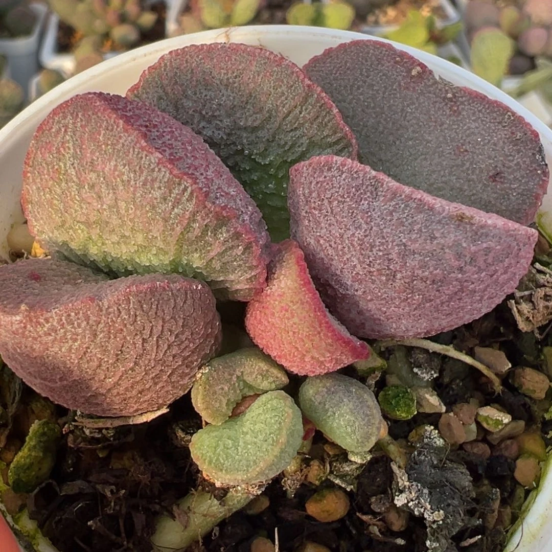 蚌叶型实生新品多肉植物水泡