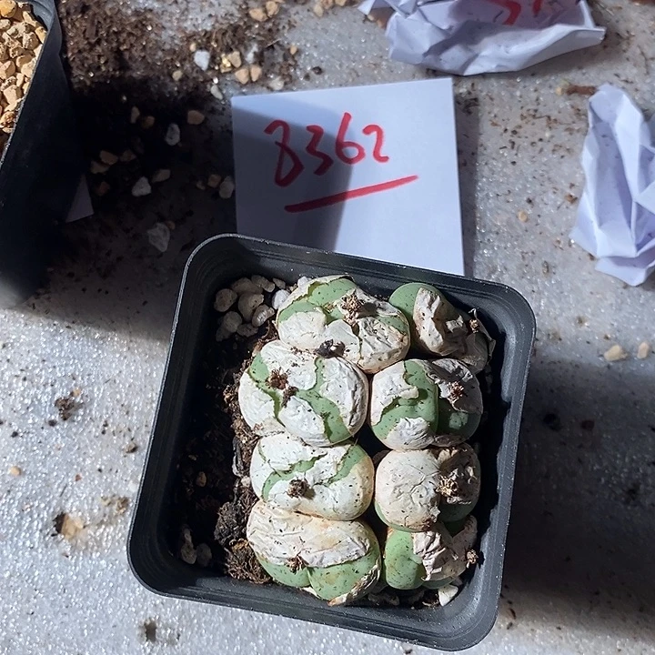 小*8362。 大饼。