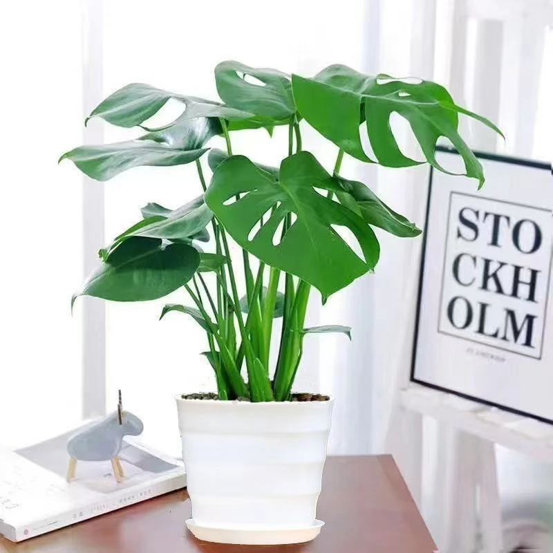 龟背竹大叶开背盆栽室内客厅绿植土培水培净化空气四季常青