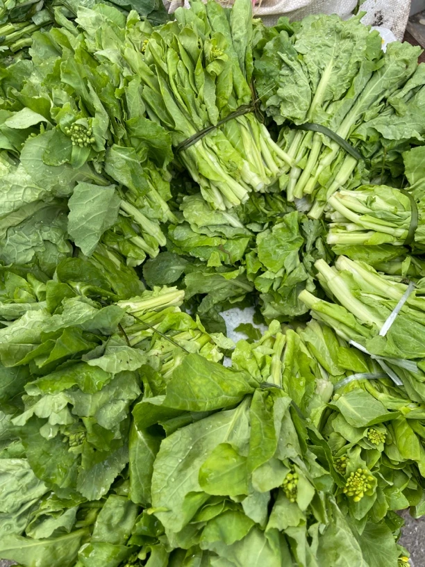 湖南湘西白菜苔 露天种植新鲜蔬菜