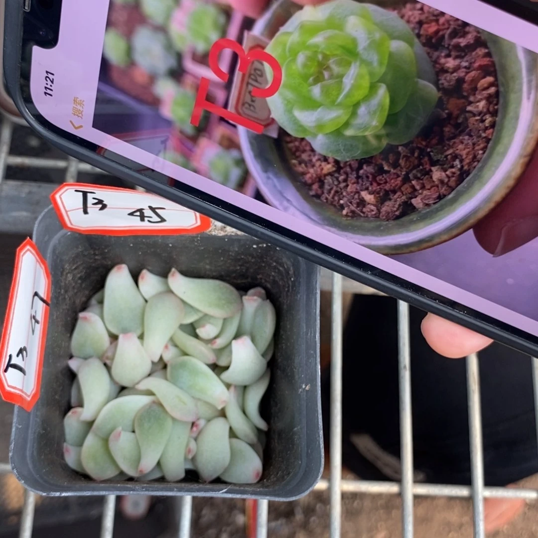 纯叶片甜心t3乖张一片多肉叶子