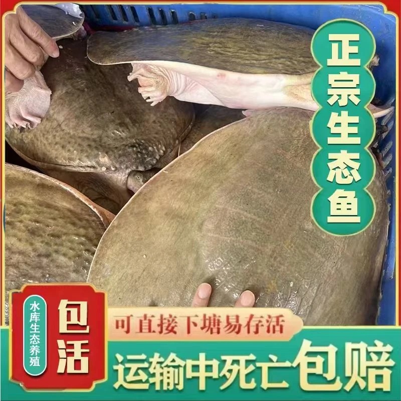 【丰胜商贸】10斤特大甲鱼水库放养老鳖水鱼团鱼珍珠鱼鲜活包邮包活