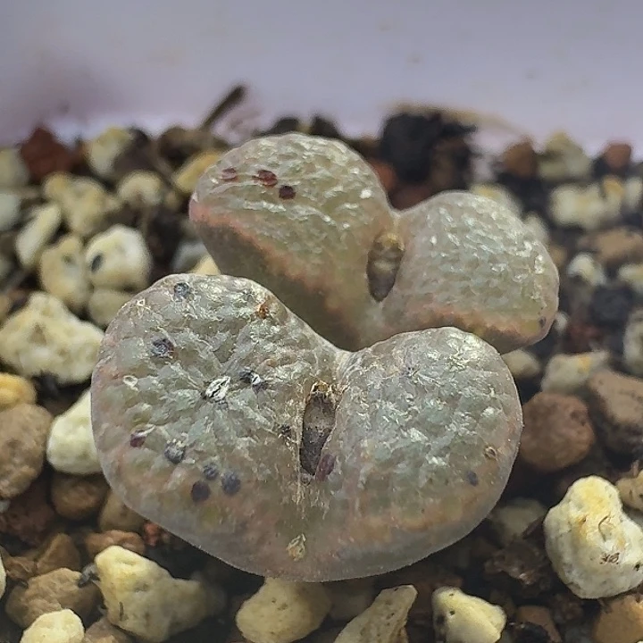 45号全窗泡泡勋章一物一拍