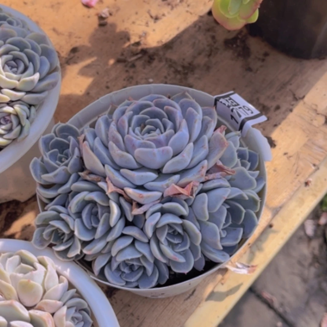 【闪购商品】汉堡17179