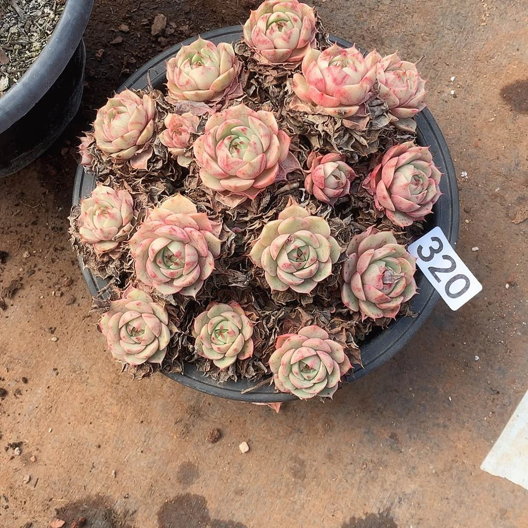 320 一物一拍多肉！