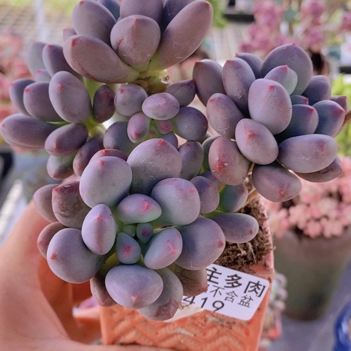仙子奶11cm419多肉植物