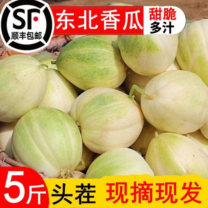 东北头茬新鲜采摘香瓜脆甜多汁应季水果现摘现发4斤半到5斤