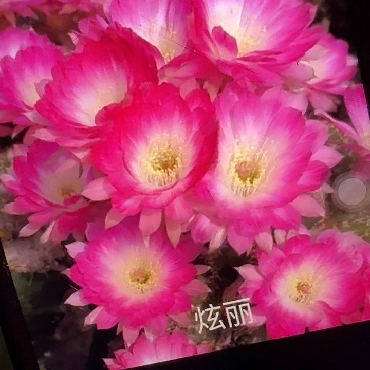 绚丽带根3公分左右丽花