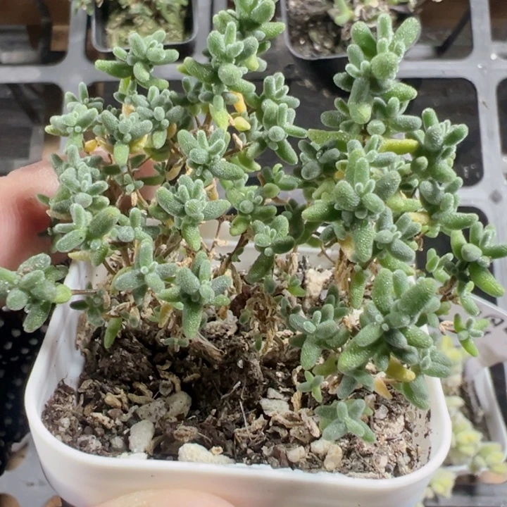 糖球蜜橘枝干精品多肉