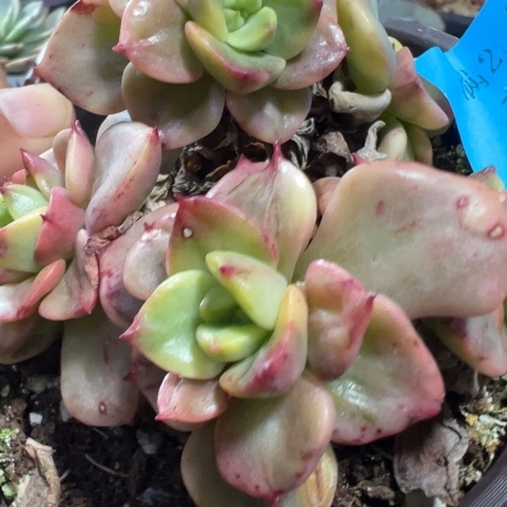 辣牡丹锦多肉植物359