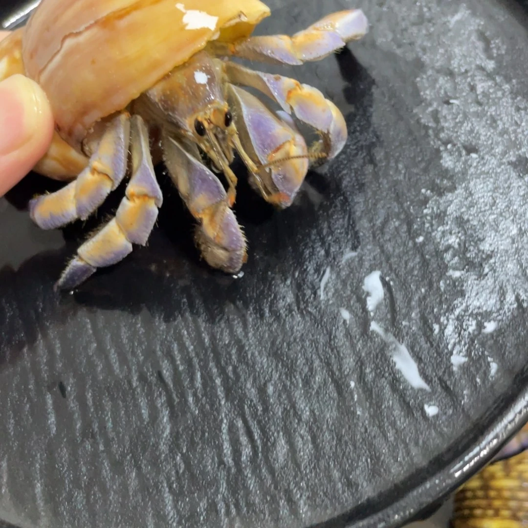 寄居蟹，寄居蟹，寄居蟹